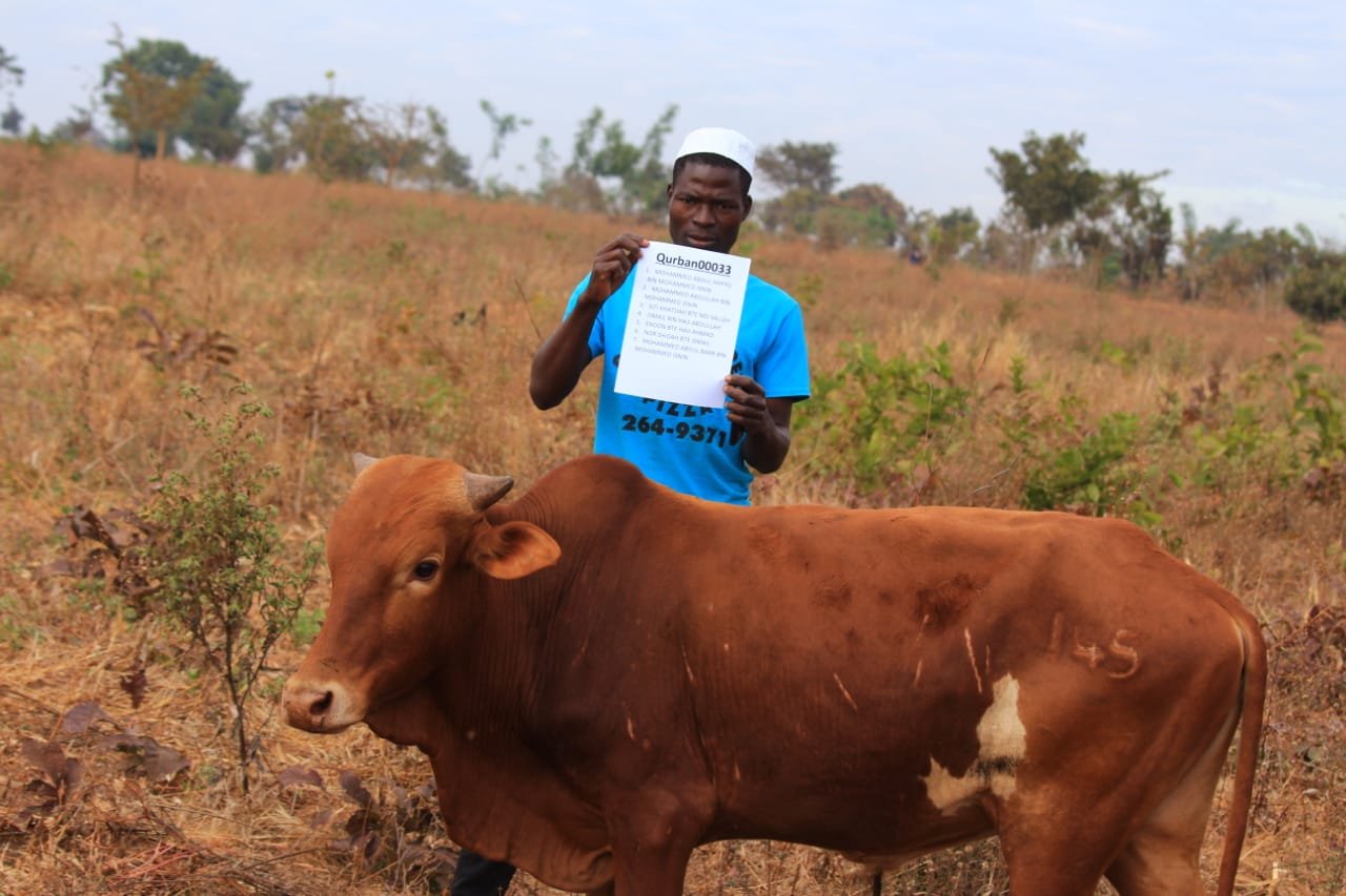Full cow for Qurbani